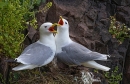 Kittiwakes paired and calling. May. '23.