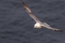 Fulmar in flight 3. May. '23.