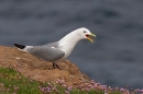 Kittiwake calling in thrift 2. May. '23.