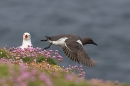 Guillemot photobombs kittiwake in thrift. May. '23.