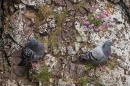 2 Rock doves. May. '23.