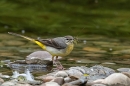 Grey Wagtail with beakful of insects 3. Jun. '23