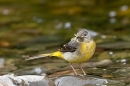 Grey Wagtail with beakful of insects 2. Jun. '23.