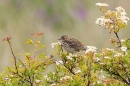 Meadow Pipit on hawthorn. Jun. '23.