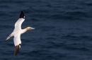 Gannet in flight. Jun. '23.