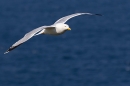 Herring Gull in flight. Jun. '23.