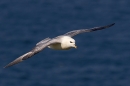 Fulmar in flight. Jun. '23.