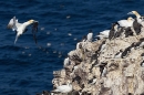 Gannet brings seaweed to nest. Jun. '23.