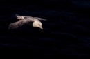 Fulmar spotlit in flight. Jun. 23.