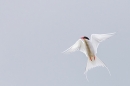 Arctic Tern in aerial pose. Jun. '23.