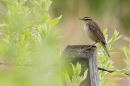 Sedge Warbler 2. Jul. '23.