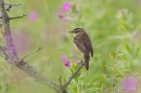 Sedge Warbler 1. Jul. '23.