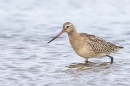 Bar tailed Godwit in water 2. Oct. '23.