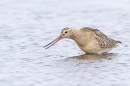 Bar tailed Godwit in water 1. Oct. '23.