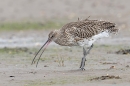 Curlew with small crab. Oct. '23.