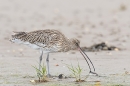 Curlew with worm. Oct. '23.