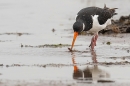 Oystercatcher washing worm. Oct. '23.