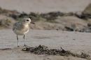 Grey Plover 3. Oct. '23.