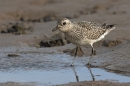 Grey Plover 2. Oct. '23.