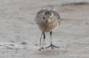 Grey Plover with worm. Oct. '23.