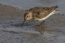 Dunlin feeding 2. Oct. '23.