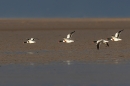 4 Shelduck in flight. Nov. '23.