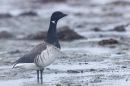 Pale bellied Brent Goose in snow shower 2. Nov. '23.