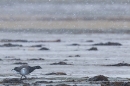 Pale bellied Brent Goose 1. Nov. '23.