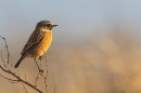 Female Stonechat. Jan. '24.