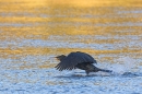 Cormorant takes off. Jan. '24.