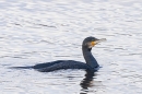 Cormorant. Jan. '24.