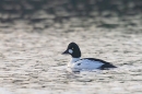 Male Golden Eye duck 2. Jan. '24.