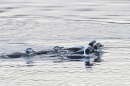 Male and female Long tailed ducks. Jan. '24.