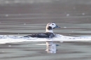 Female Long tailed duck. Jan. '24.