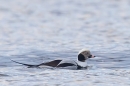 Male Long tailed duck 3. Jan. '24.