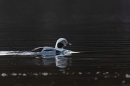 Male Long tailed duck 1. Jan. '24.