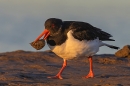 Oystercatcher with mussel. Jan. '24.