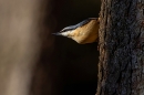 Nuthatch. Feb. '24.