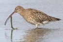 Curlew with a juicy worm. Feb. '24.