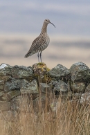 Curlew on wall. Mar. '24.