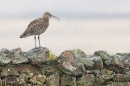 Curlew calling. Mar. '24.