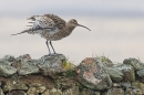 Curlew on wall shook up. Mar. '24.