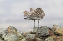 Curlew on wall preening 1. Mar. '24.