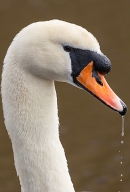 Mute Swan Portrait. Mar. '24.