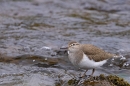 Common Sandpiper on river. Apr. '24.