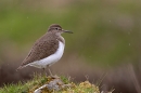 Common Sandpiper in the rain. Apr. '24.