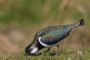 Lapwing feeding. Apr. '24. 