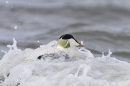 Male Eider duck in surf. Apr. '24.