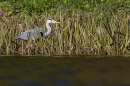 Grey Heron. Apr. '24.