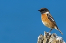 Male Stonechat. Apr. '24.